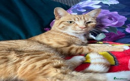 Mixed Breed cats for sale: Male ginger cat  - Image 13