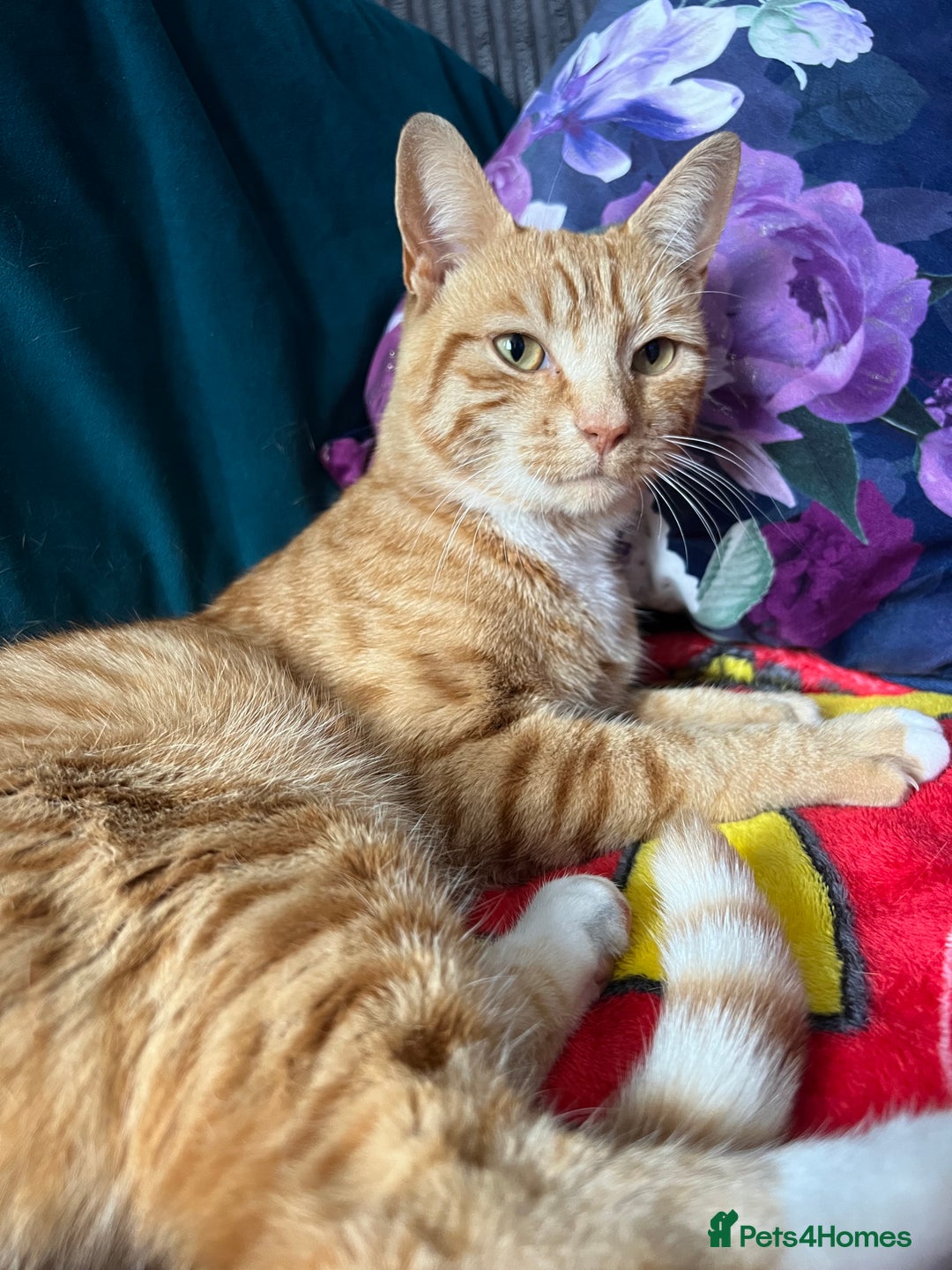 Mixed Breed cats for sale: Male ginger cat  - Image 13