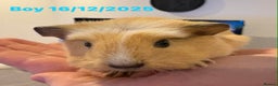 Guinea Pig rodents for sale: Guinea pigs  - Advert 3