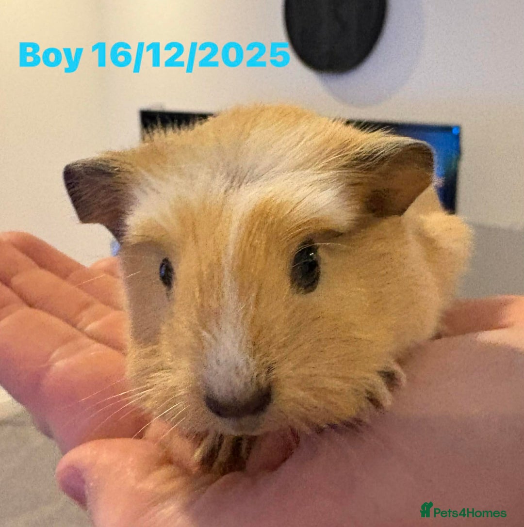 Guinea Pig rodents for sale: Guinea pigs  - Advert 3
