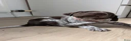 German Shorthaired Pointer dogs for sale: Gorgeous Black and Liver ticked GSP puppies - Advert 29