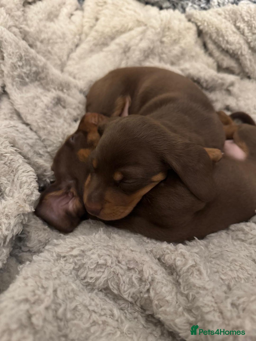 Miniature Dachshund dogs for sale: 2 chocolate miniature dachshund puppies  - Advert 8