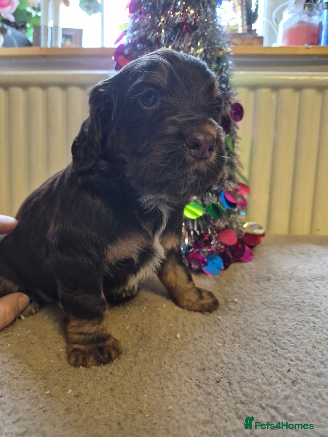Cocker Spaniel dogs for sale: Stunning cocker spaniel puppies  - Advert 5
