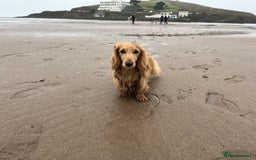 Miniature Dachshund dogs for stud: Cream Miniature long hair dachshund  - Image 6