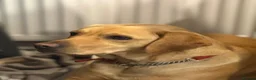 Labrador Retriever dogs for sale: Labrador Puppies for sale - Advert 14