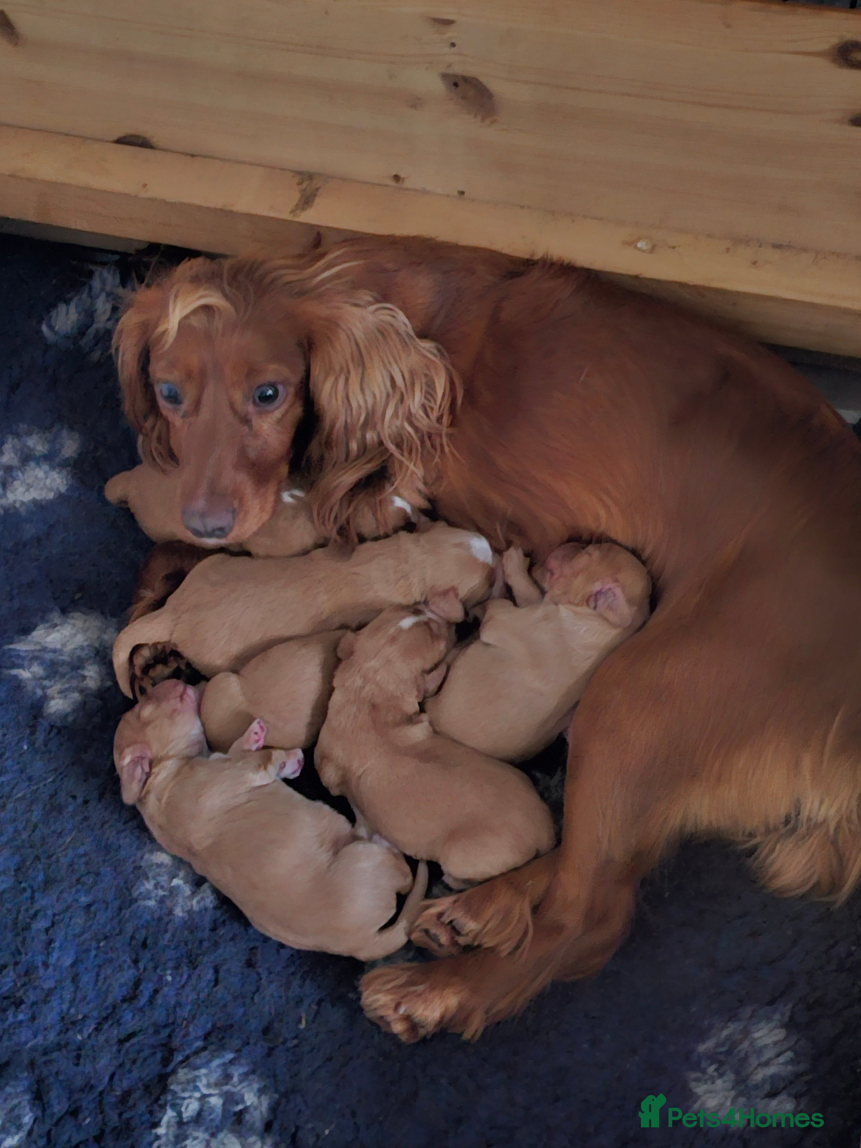 Cocker Spaniel dogs Cocker spaniel pups - Advert 1