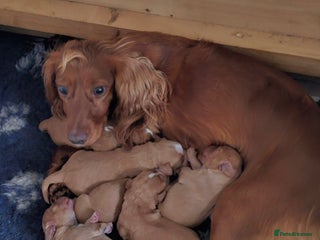 Cocker Spaniel dogs Cocker spaniel pups - Advert 17