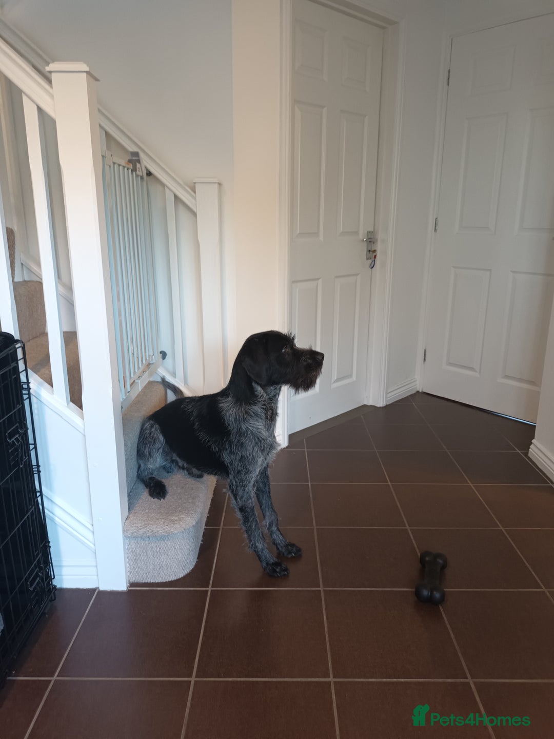 German Wirehaired Pointer dogs for sale: GWP x Labrador for Sale - Advert 4