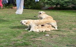 Golden Retriever dogs for sale: Two female Golden Retriever puppies left - Image 1