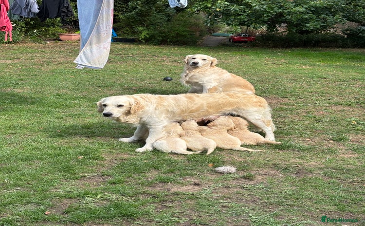 Golden Retriever dogs - Advert 1