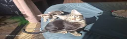 Bengal cats for sale:  Outstanding Bengal Kittens– 5★ Licensed Cattery - Advert 19