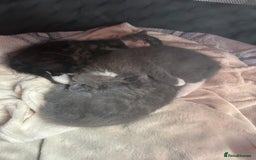 British Shorthair cats for sale: 2 adorable kittens available for a loving home  - Image 2