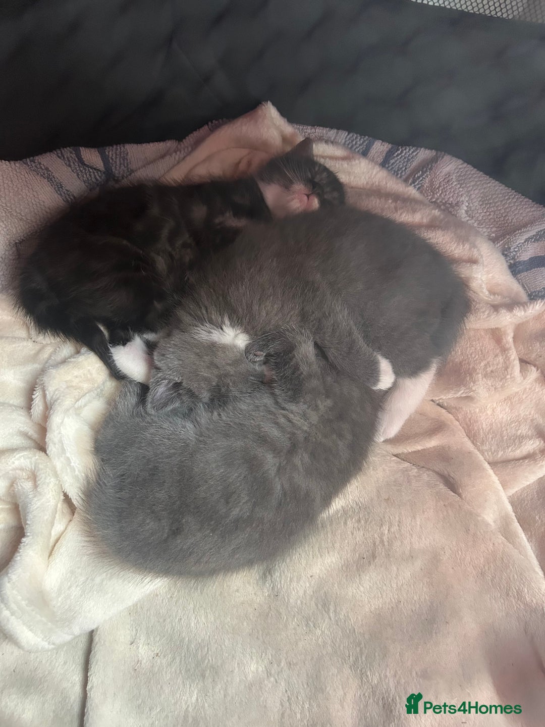British Shorthair cats for sale: 2 adorable kittens available for a loving home  - Image 2