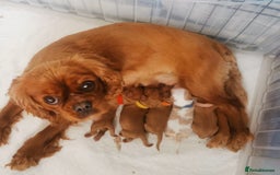 Cavalier King Charles Spaniel dogs for sale: KC health tested cavalier puppies - Image 1