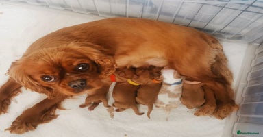 Cavalier King Charles Spaniel dogs - Advert 13
