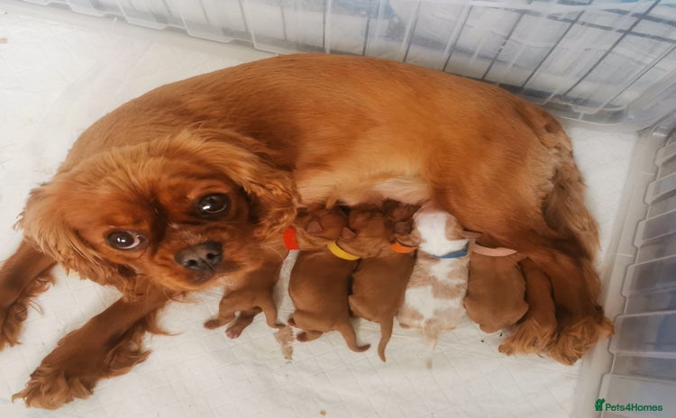 Cavalier King Charles Spaniel dogs - Advert 2