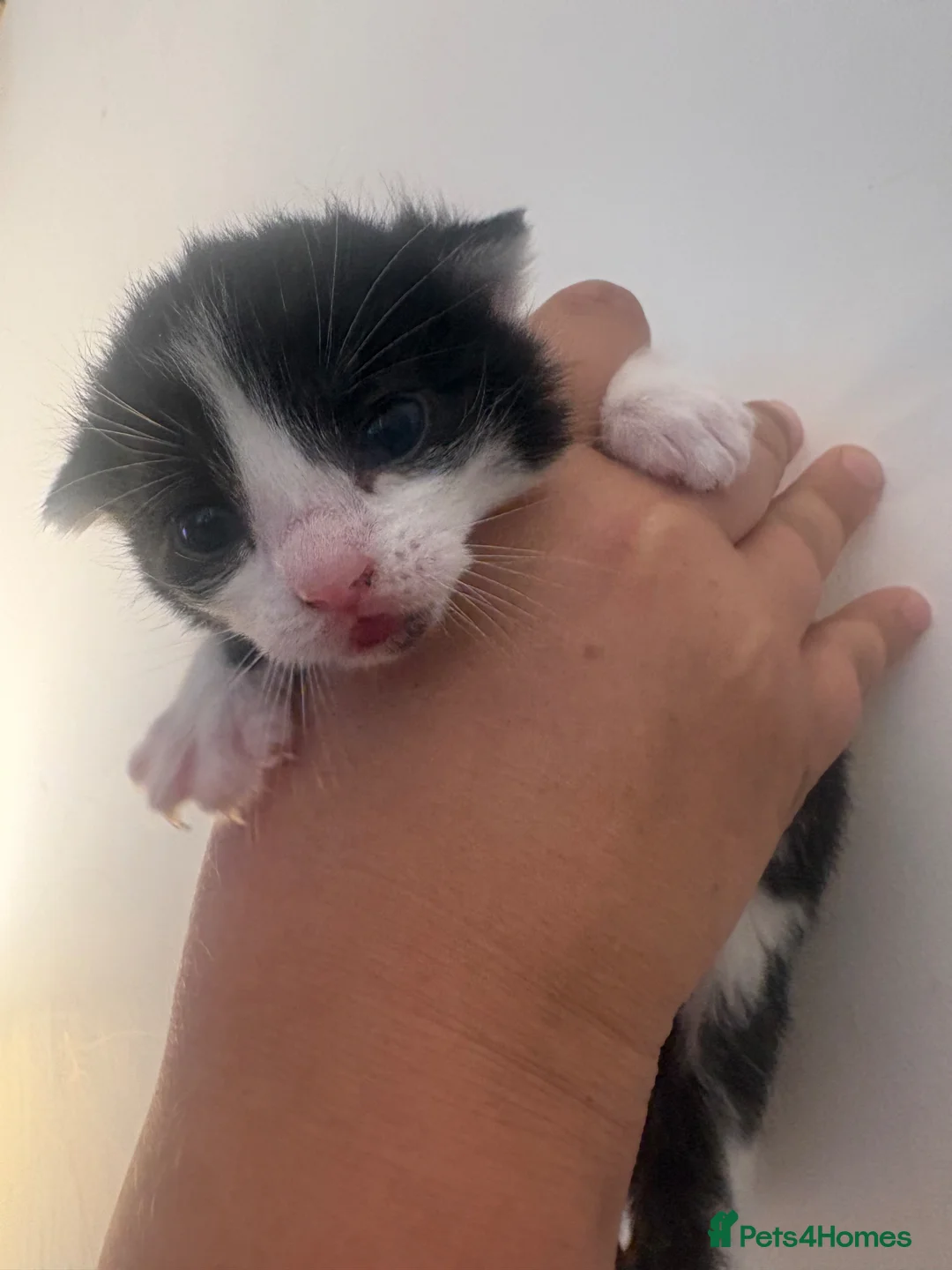 Mixed Breed cats for sale: 3 beautiful kittens in Helston - Advert 2