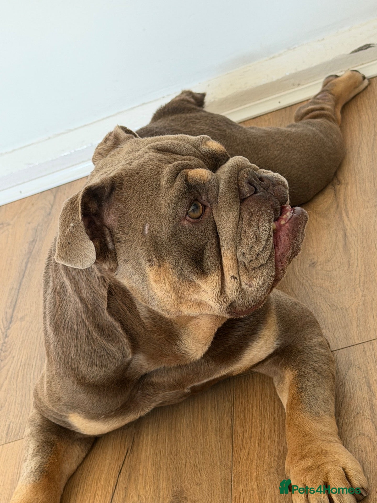 English Bulldog dogs Roco needs new forever home  - Advert 2
