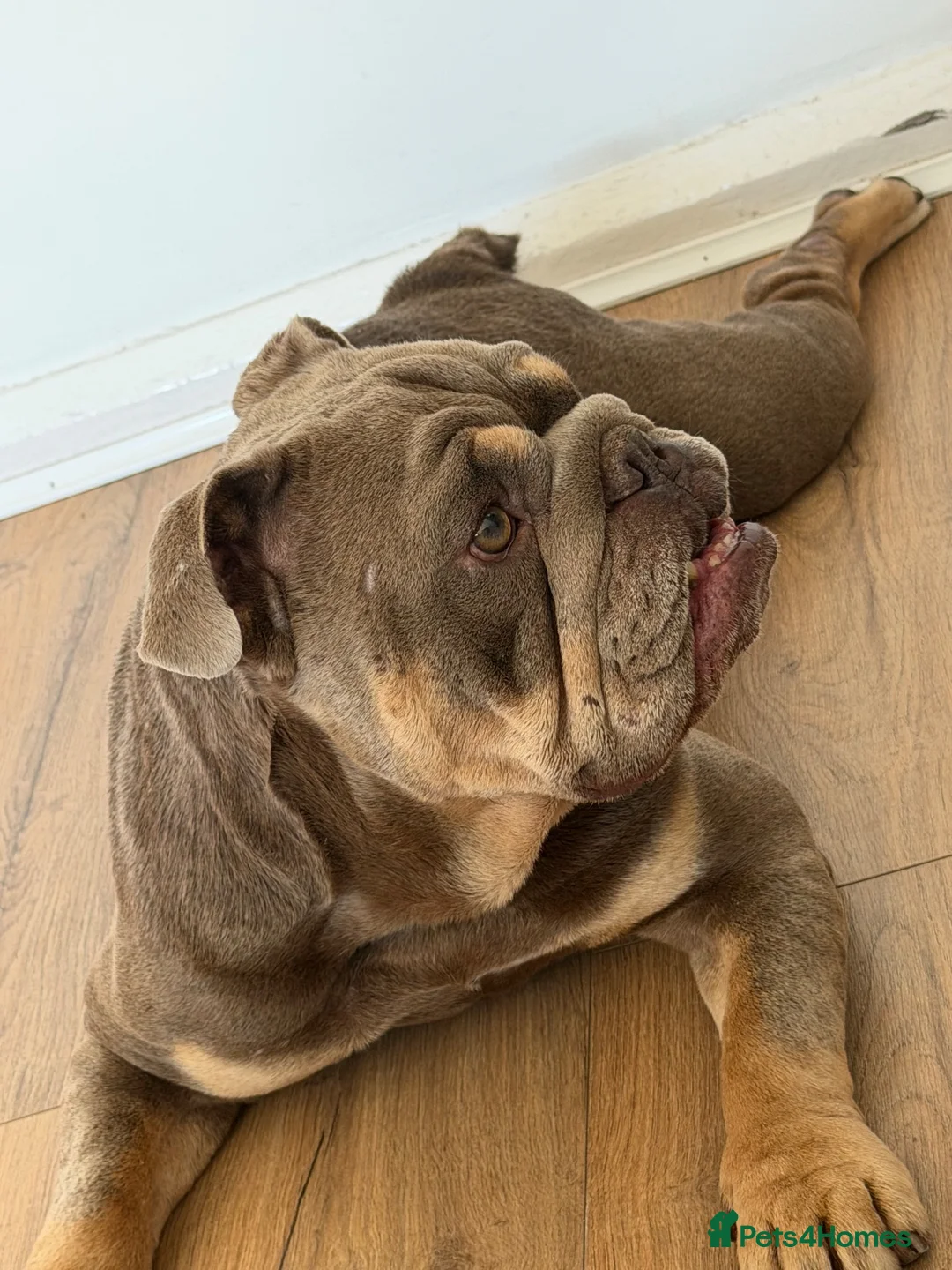 English Bulldog dogs for sale: Roco needs new forever home  - Advert 1