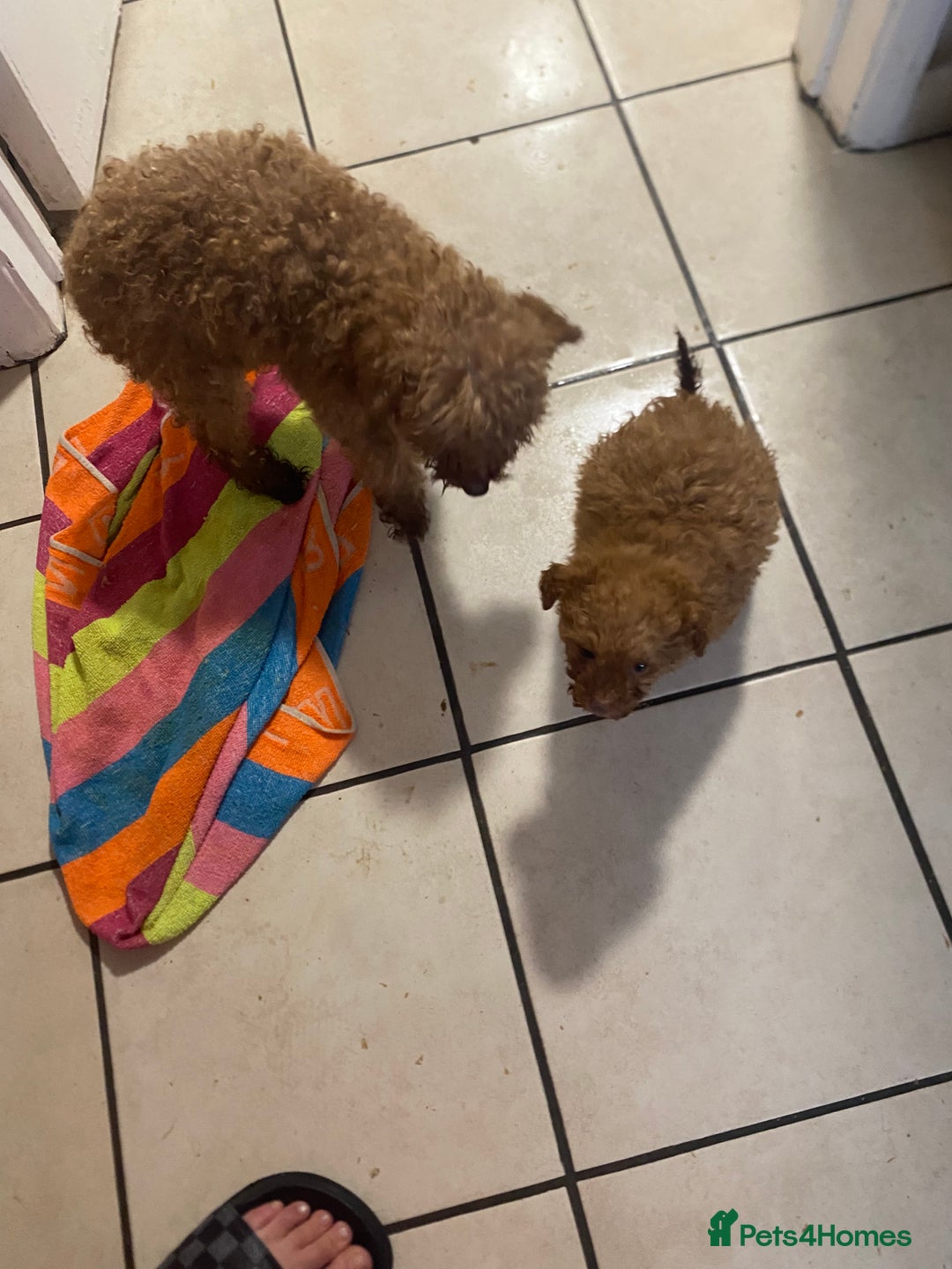 Toy Poodle dogs for sale: Toy poodle puppies  - Advert 6
