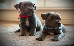 Staffordshire Bull Terrier dogs for sale: Ready for Their Forever Homes Now - Image 4