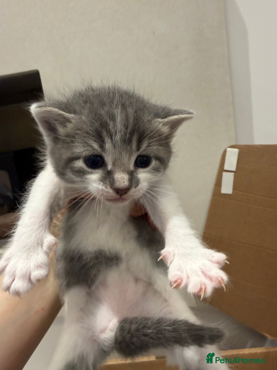 Mixed Breed cats for sale: Affectionate, beautiful cats - Advert 2