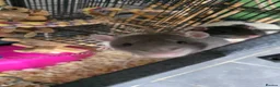 Rat rodents for sale: Two rat boys + rat mansion.  in Andover - Advert 4