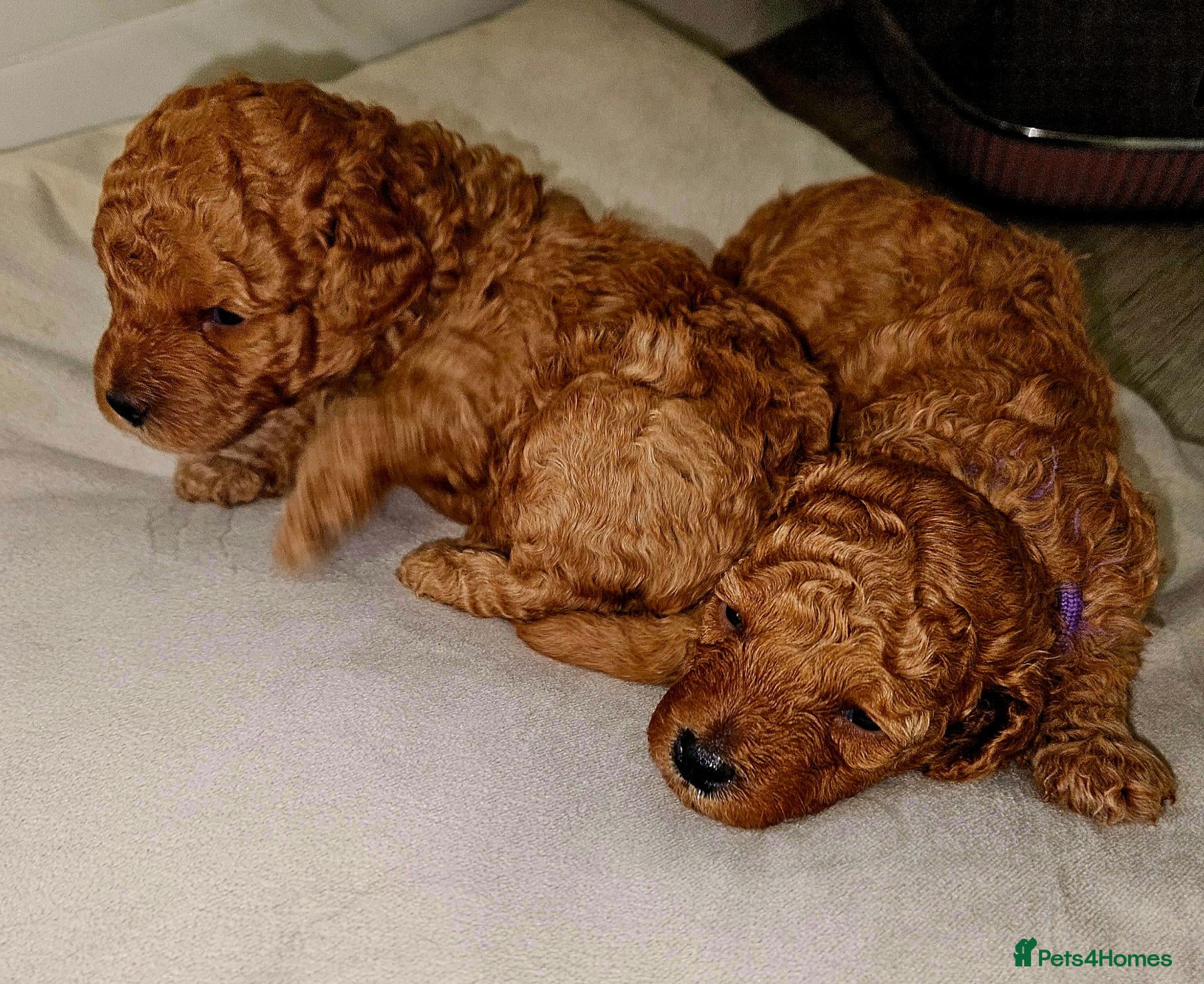 Toy Poodle dogs Licensed breeder, kc fox red toy poodles - Advert 1