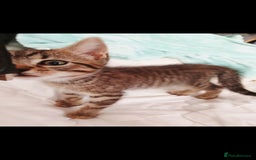 Mixed Breed cats for sale: Bengal kittens very healthy male femal - Image 13