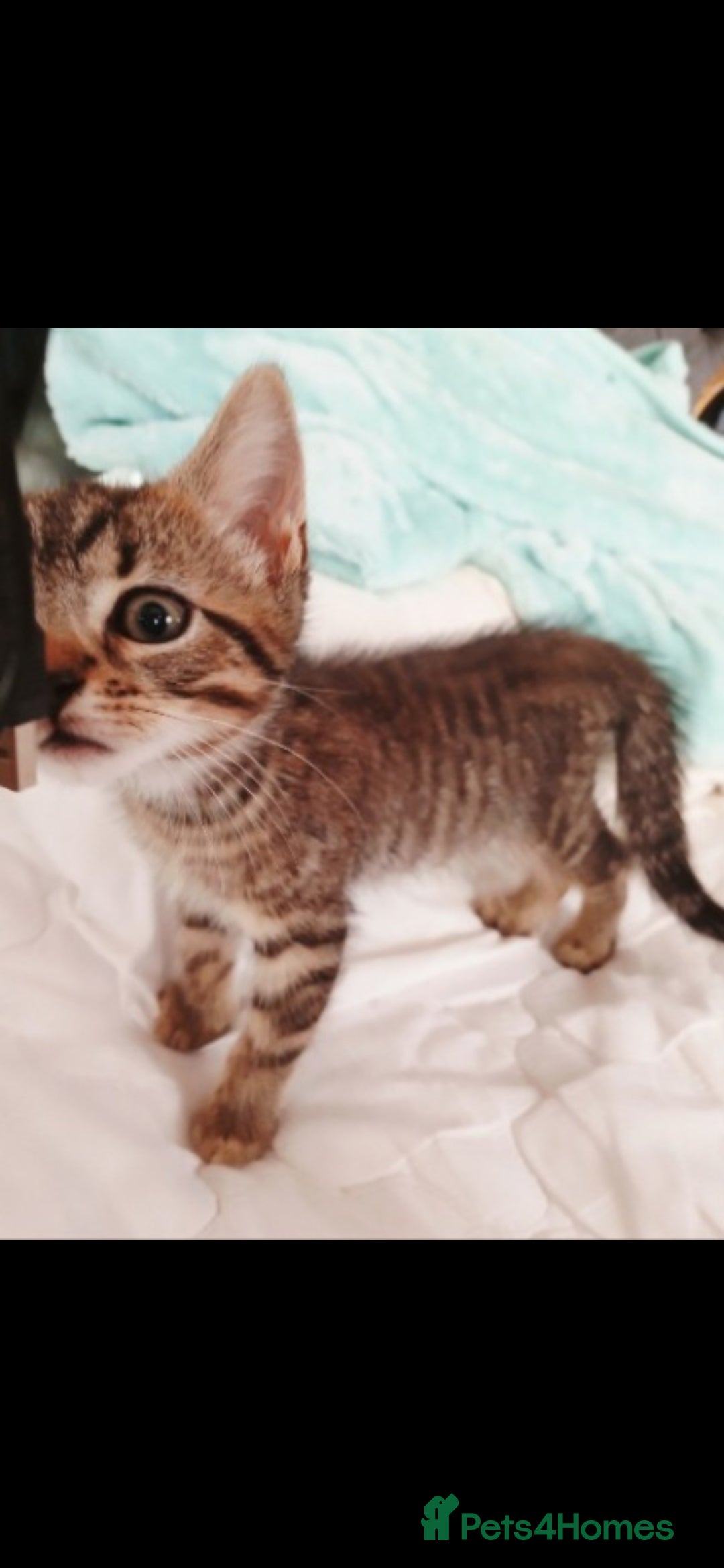 Mixed Breed cats for sale: Bengal kittens very healthy male femal - Image 13