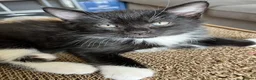 Mixed Breed cats for sale: Ready for Furever Homes in Buckingham - Advert 2