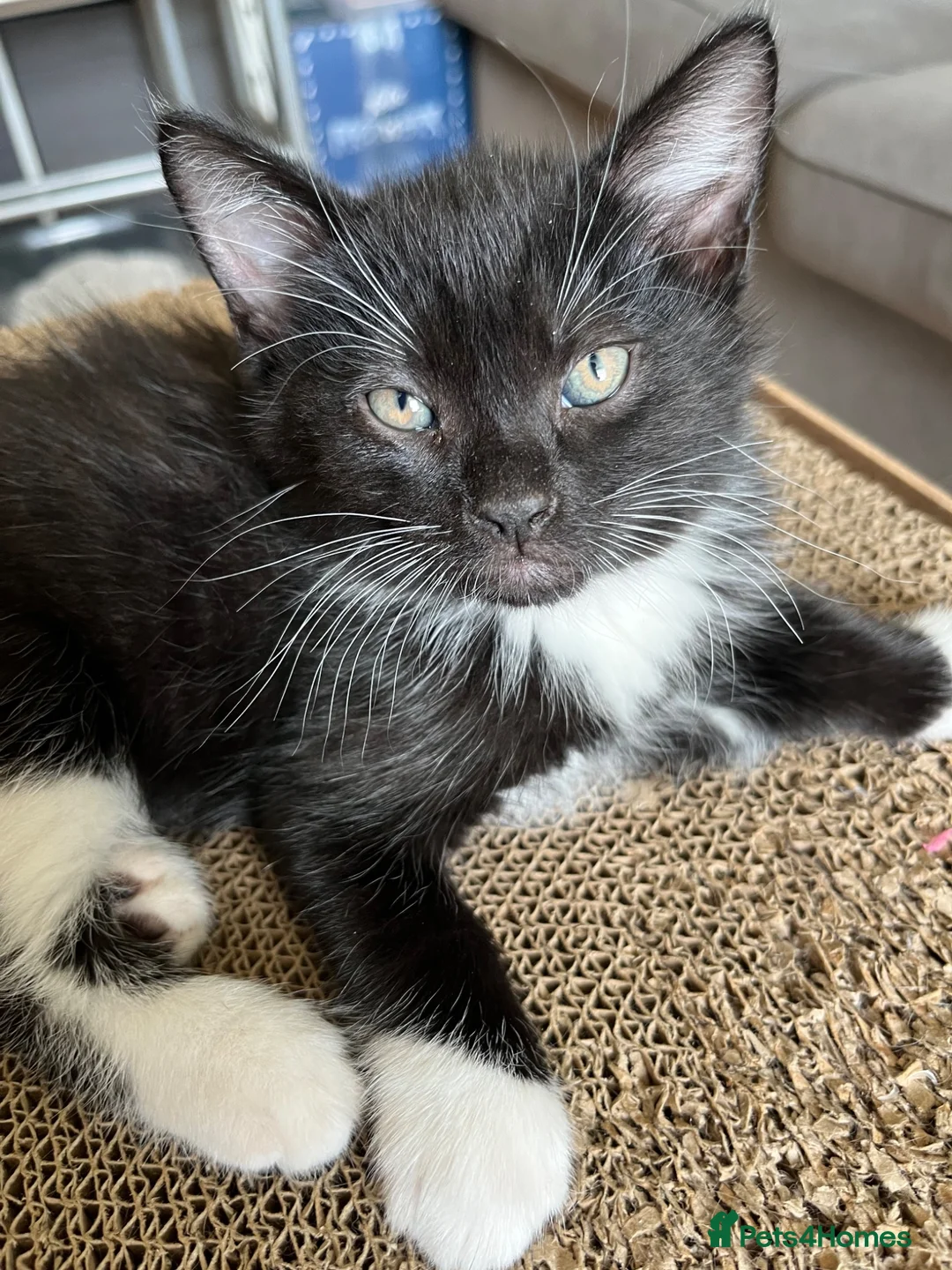 Mixed Breed cats for sale: Ready for Furever Homes in Buckingham - Advert 2