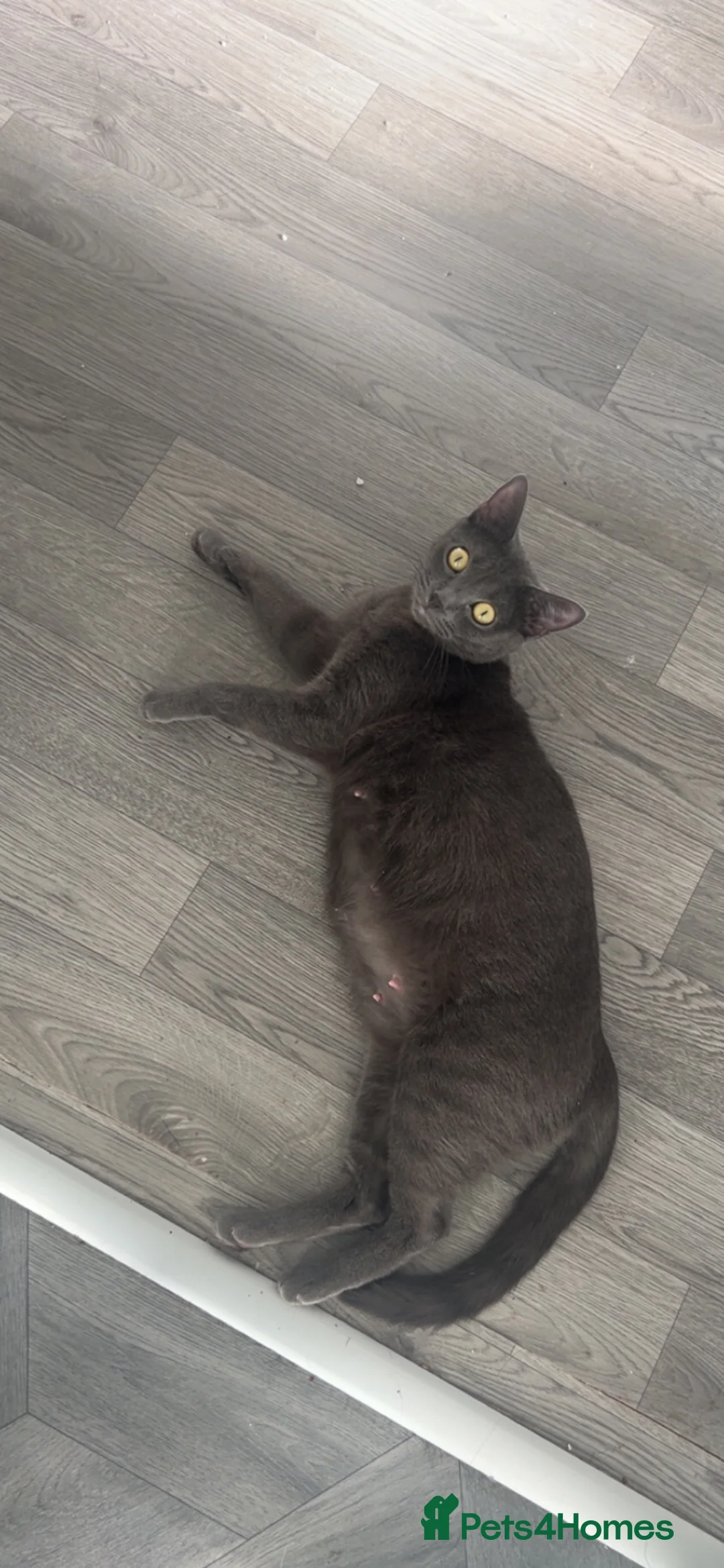 Mixed Breed cats for sale: X3 Male British Short Hair Cross Kittens For Sale in Kilmarnock - Advert 10
