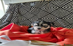 Morkie dogs for sale: Stunning F1 Morkie Puppies - Image 28