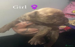 Mixed Breed dogs for sale: American Bull Staffy Puppies - Image 3