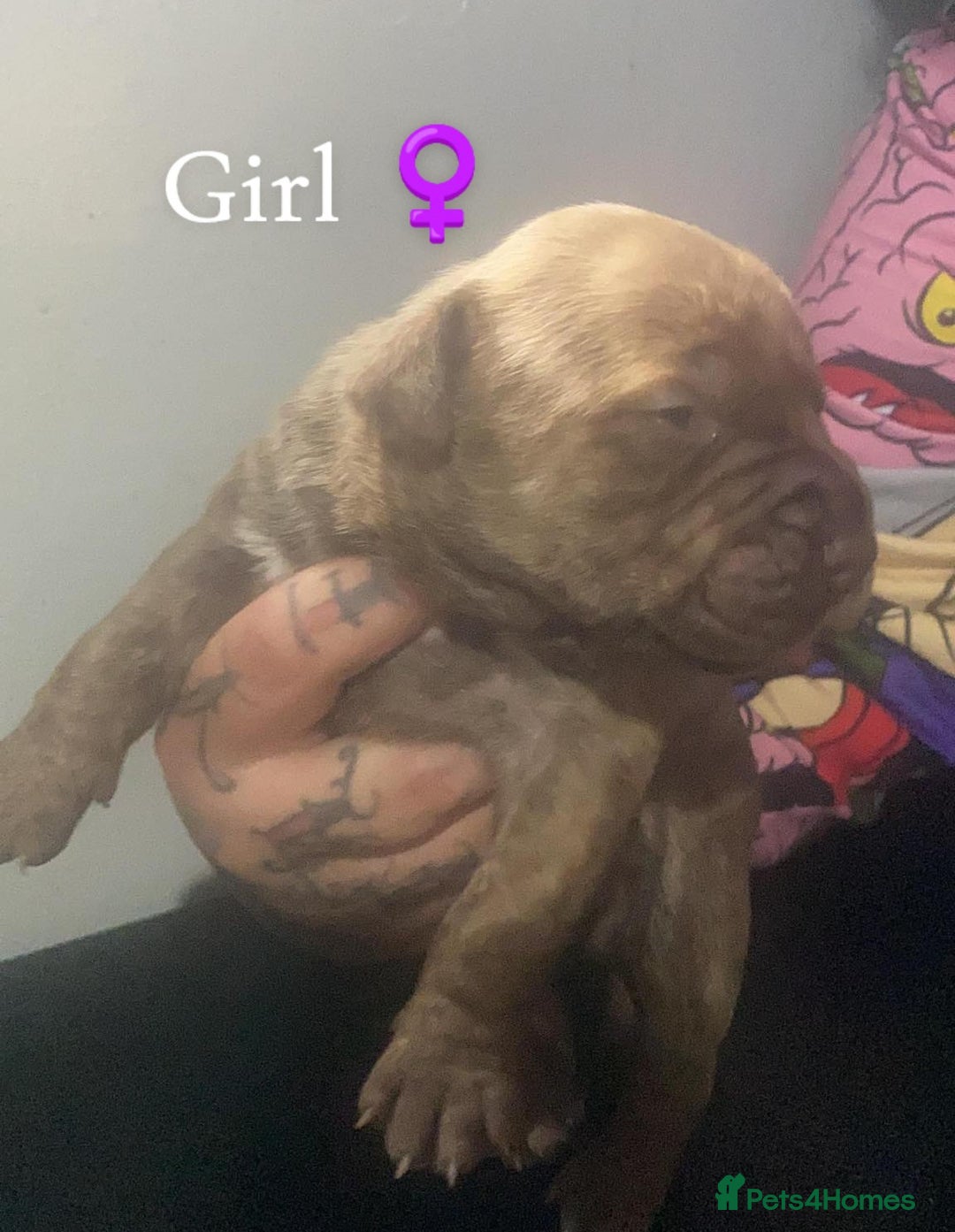 Mixed Breed dogs for sale: American Bull Staffy Puppies - Image 3