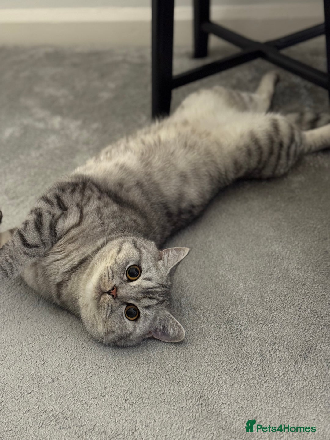 British Shorthair cats for sale: BSH Silver Tabby  - Advert 4