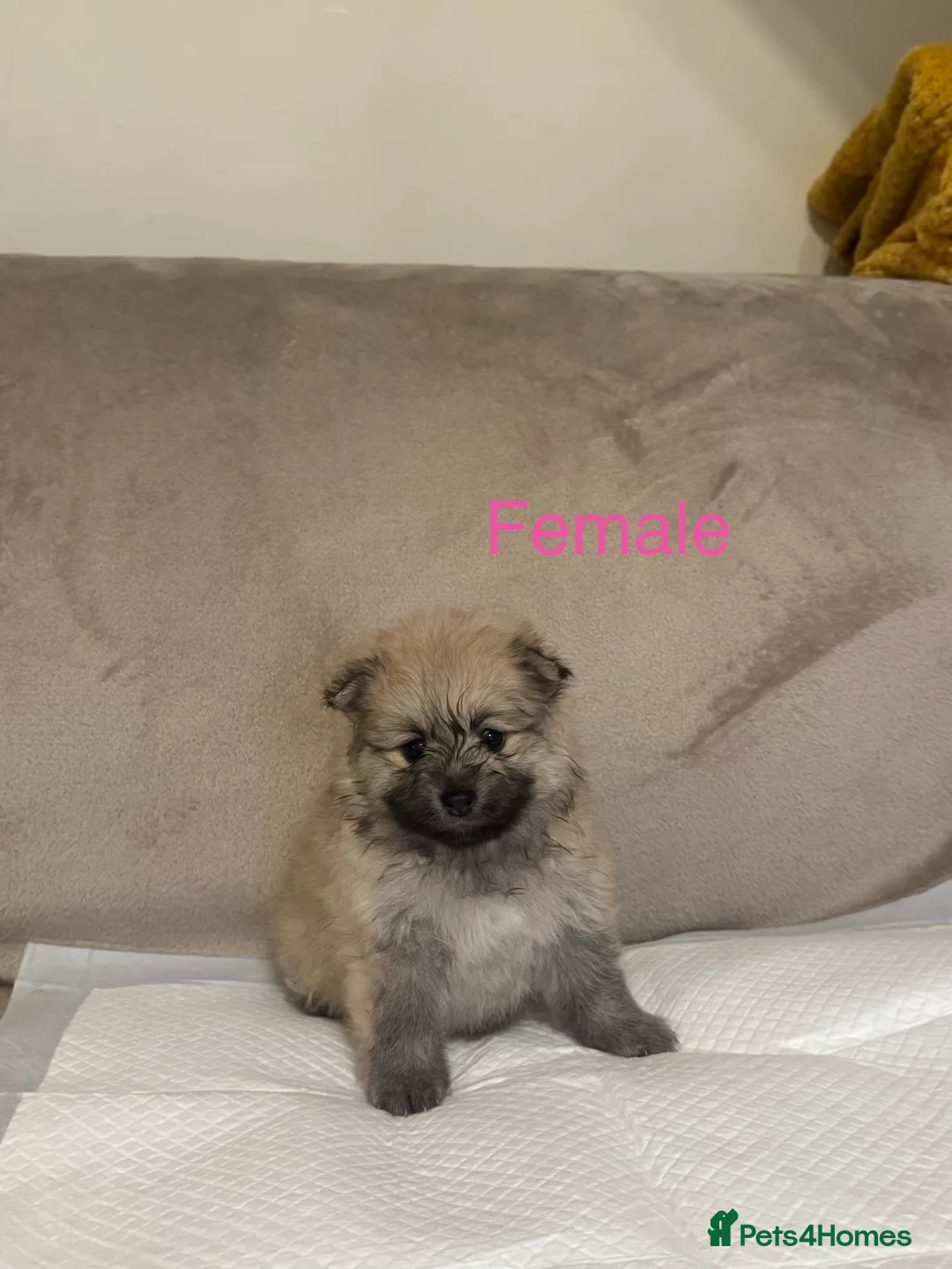 Pomeranian dogs for sale: 🐾Fluffy Little Pomeranians for sale🐾 - Advert 14