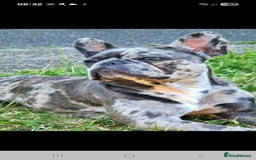 French Bulldog dogs for sale: 8 stunning french bulldogs - Advert 13