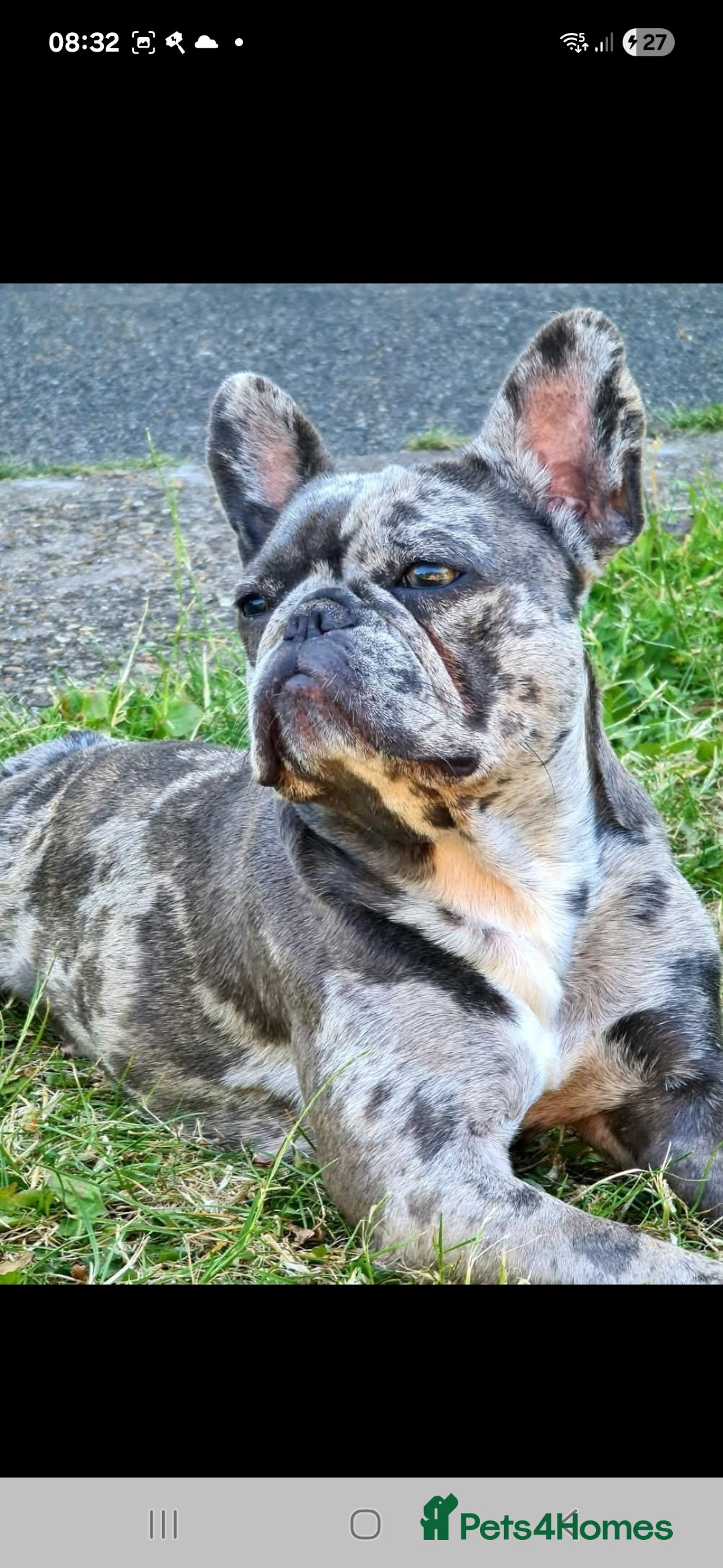 French Bulldog dogs for sale: 8 stunning french bulldogs - Advert 13
