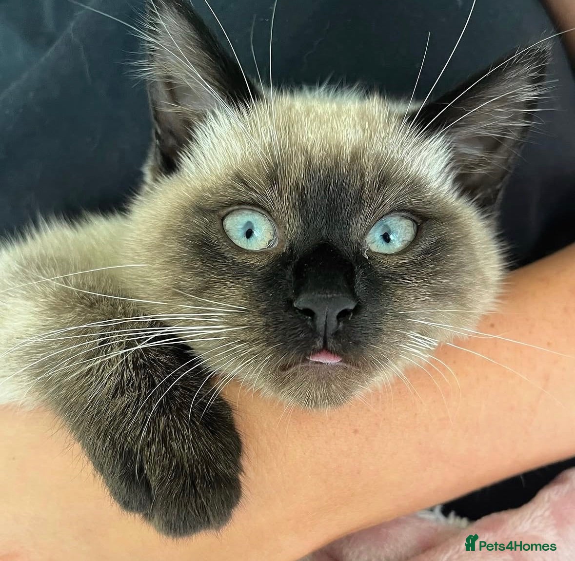 Mixed Breed cats Bee needs a new home  - Advert 1