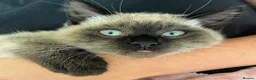 Mixed Breed cats for sale: Bee needs a new home  - Advert 1