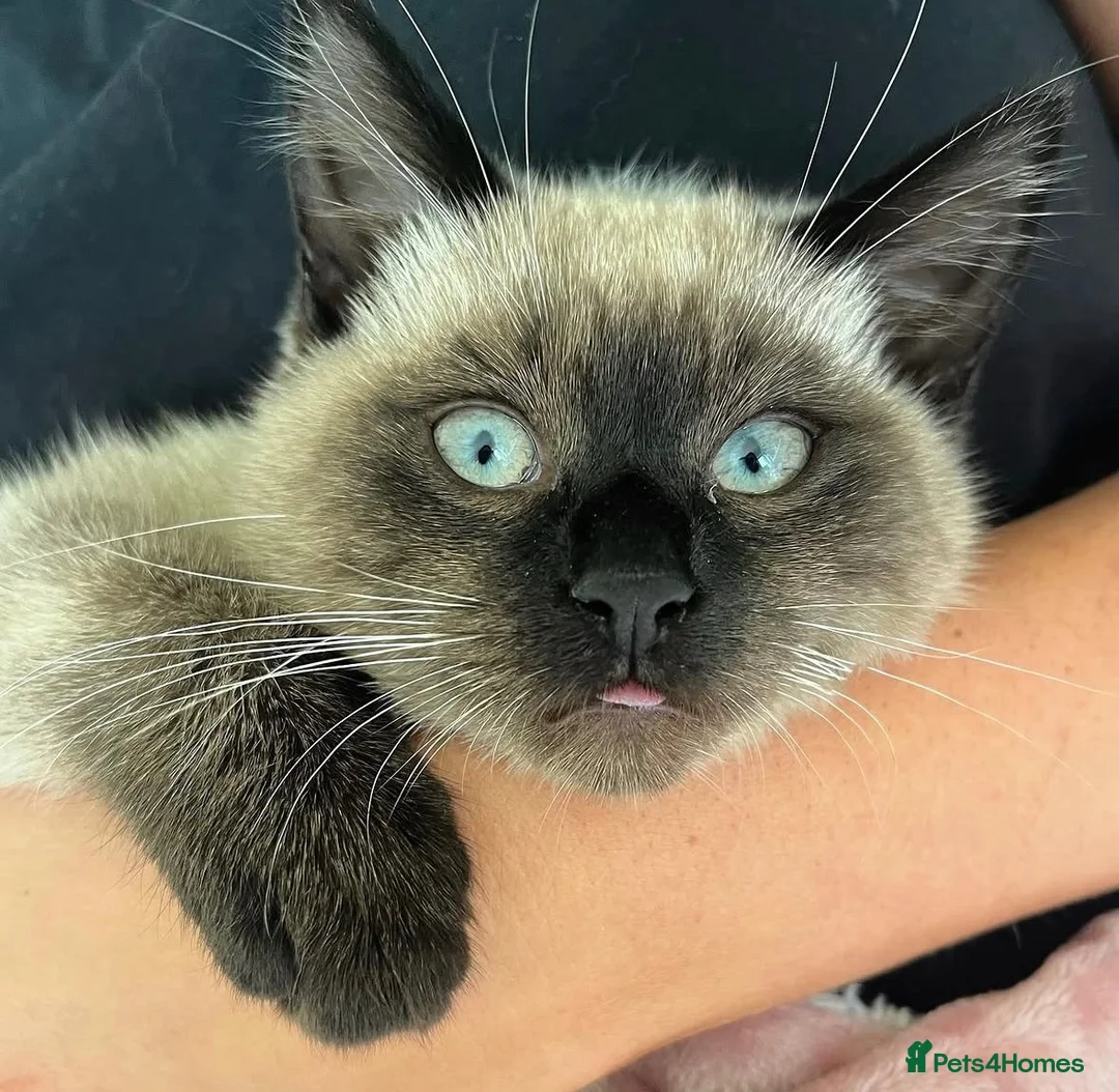 Mixed Breed cats for sale: Bee needs a new home  - Advert 1