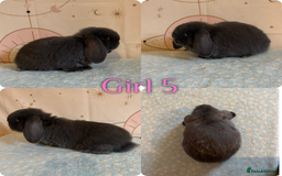Mini Lop rabbits for sale: Baby Mini Lop Rabbits  - Advert 5