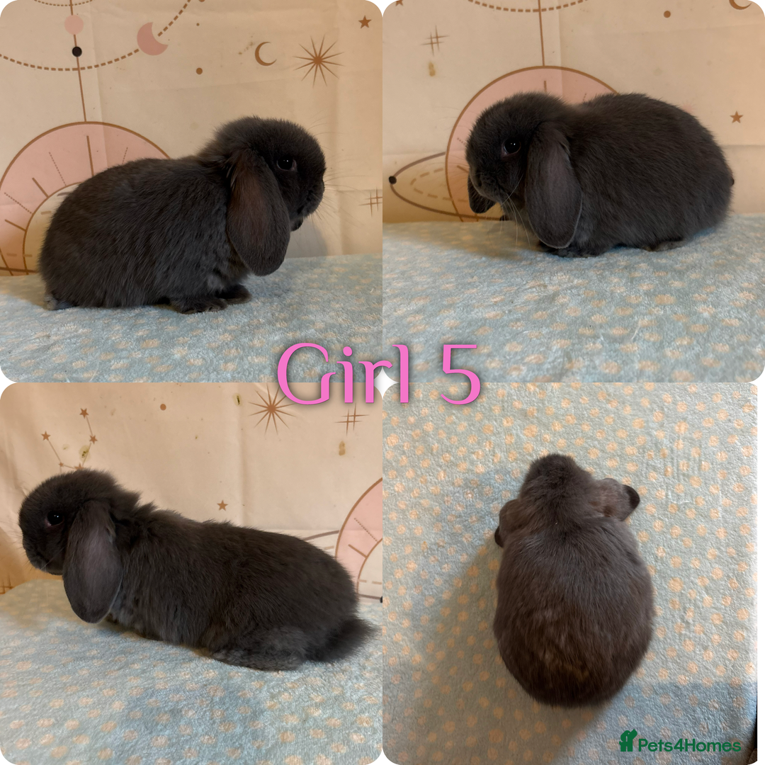 Mini Lop rabbits for sale: Baby Mini Lop Rabbits  - Advert 5