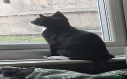 European cats for sale: 4 kittens ready to be rehomed now! - Image 9
