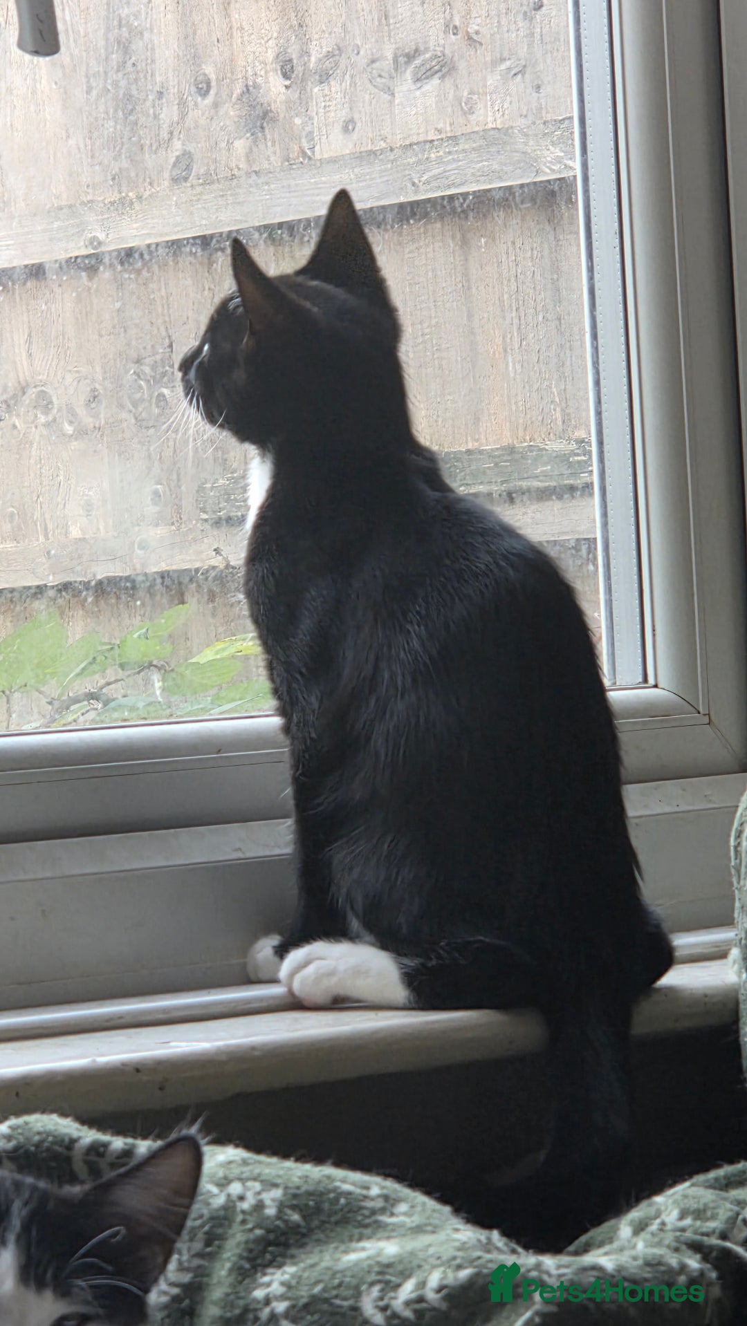 European cats for sale: 4 kittens ready to be rehomed now! - Image 9