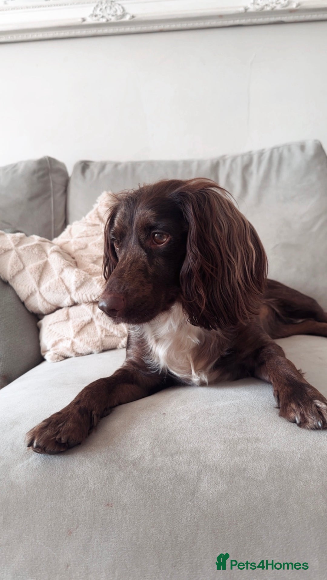 Cocker Spaniel dogs for sale: Female merle cocker spaniel  - Advert 17