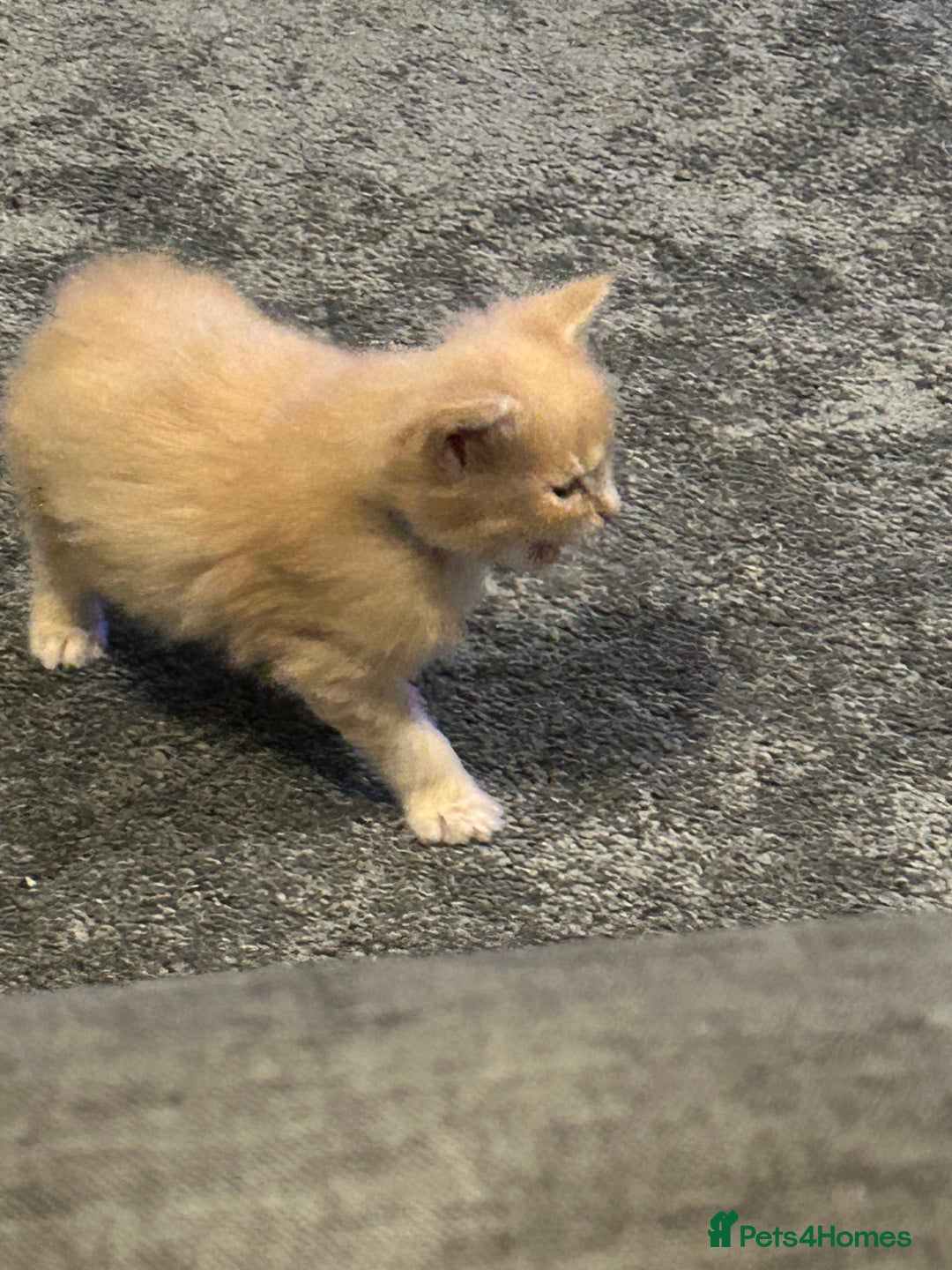 Maine Coon cats for sale: 1 boy is now available and 2 cream girls   - Image 25