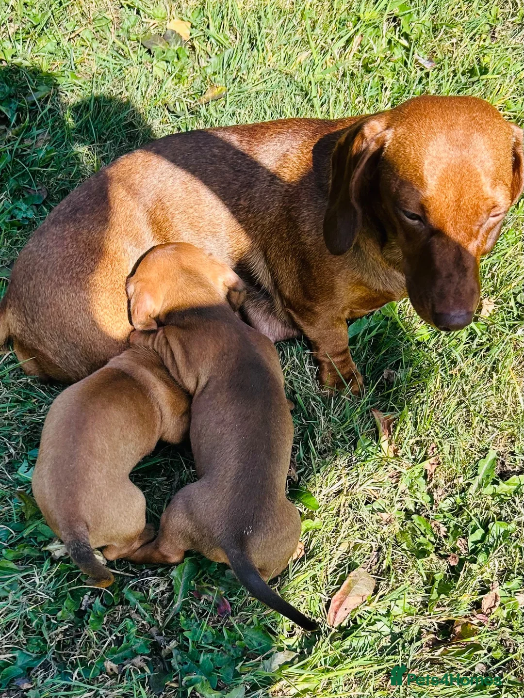 Dachshund dogs for sale: Mini daxi in Bridgend - Advert 24